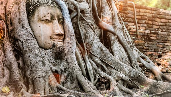 Estatua de la cabeza del Buda Ayutthaya en el Parque histórico Ayutthaya, Tailandia