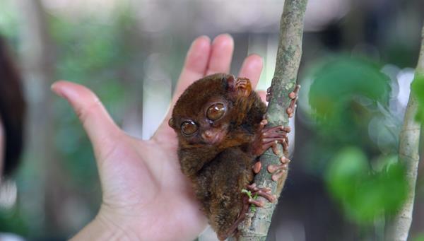 El tarsero filipino es la especie de mono más pequeña del mundo, Bohol, Filipinas