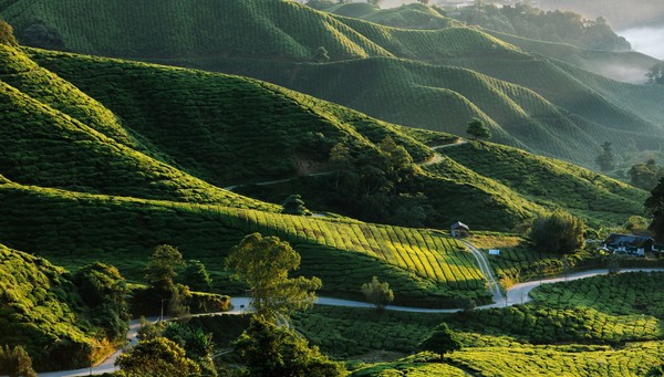Cameron Highlands 