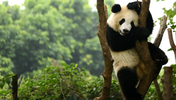 Un cachorro de oso panda gigante jugando en el árbol Chengdu, China.
