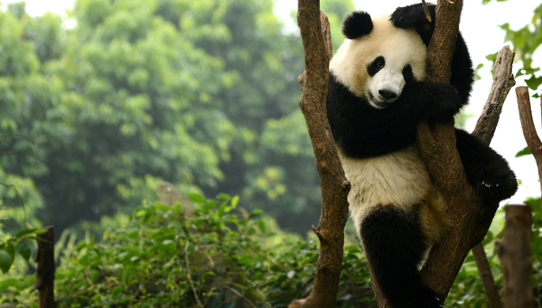 Un cachorro de oso panda gigante jugando en el árbol Chengdu, China.
