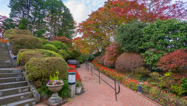 Autumn at Gora Park, Hakone.
