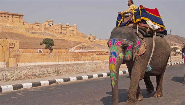 Jaipur: Subida en elefante Fuerte Amber.