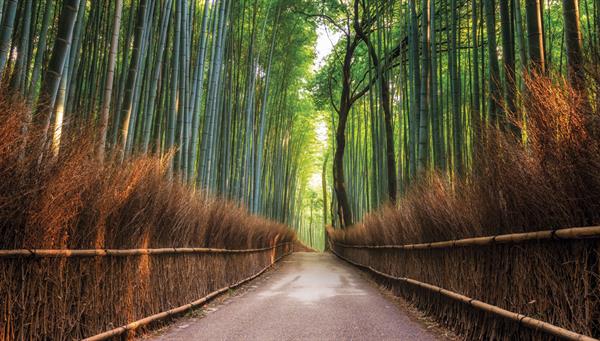 Kioto:Místico bosque de bambú de Arashiyama