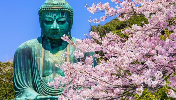 Gran Buda en Kamakura, Japón, entre las famosas flores de cerezo. 
