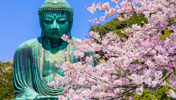 Gran Buda en Kamakura, Japón, entre las famosas flores de cerezo. 
