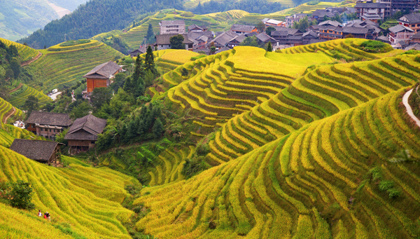 Longsheng: Los arrozales Lonji, Patrimonio de la Humanidad.
