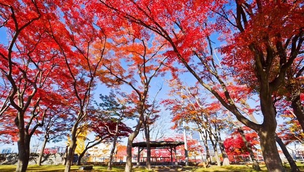 Morioka