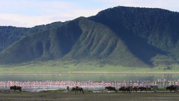 Ngorongoro