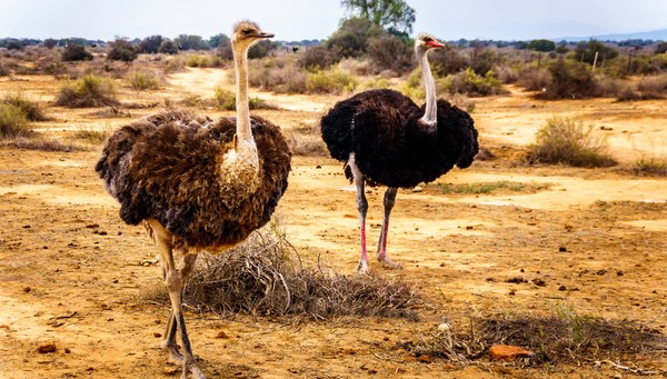 Oudtshoorn