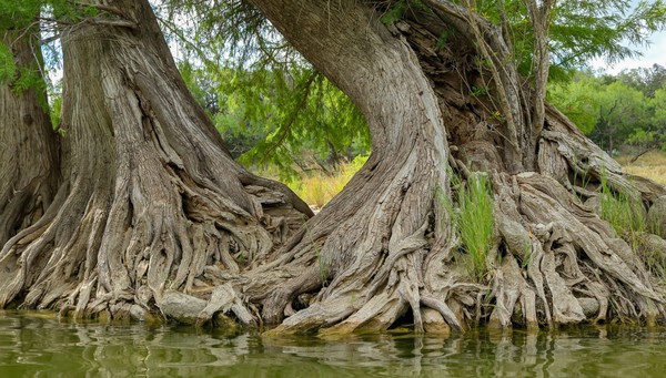 Pedernales