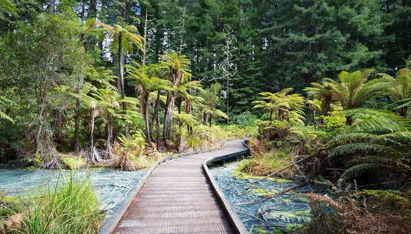 Caminaran por el parque de Rotorua y apreciarán sus asombrosas aguas termales, piscinas de azufre y lodo en ebullición
