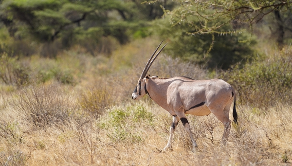 Samburu