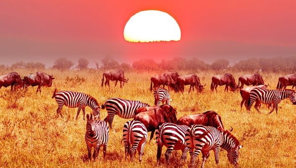 Serengeti