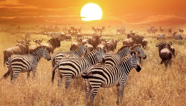 Serengeti