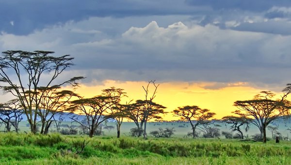 Serengeti