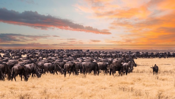 Serengeti