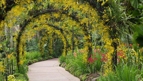 Singapur: Jardín de orquídeas en el Botánico 