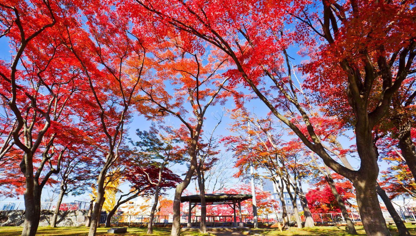 header picture of tour North Japan End Sapporo