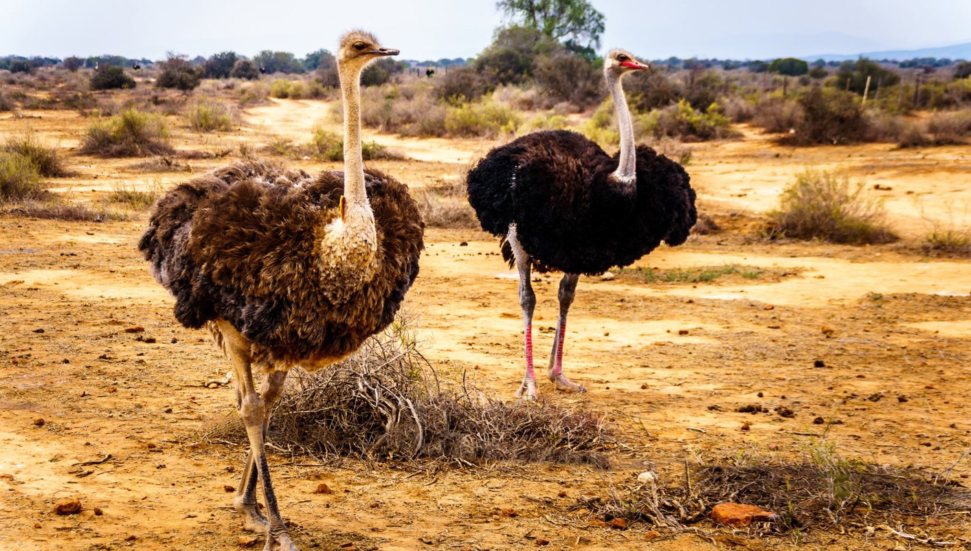 imagen de cabecera del circuito Sudáfrica con Ruta Jardín
