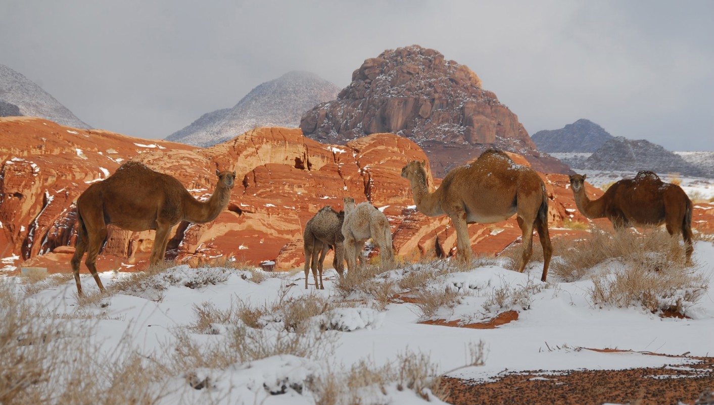 imagen de cabecera del circuito Sueño de Jordania y Magia de Arabia fin Medina