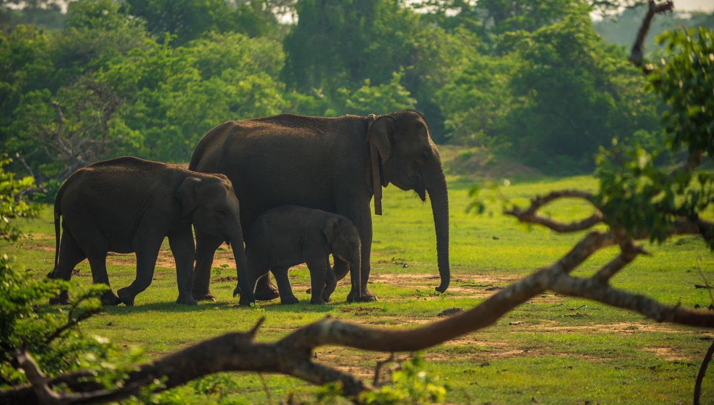 imagen de cabecera del circuito Sri Lanka con mil experiencias