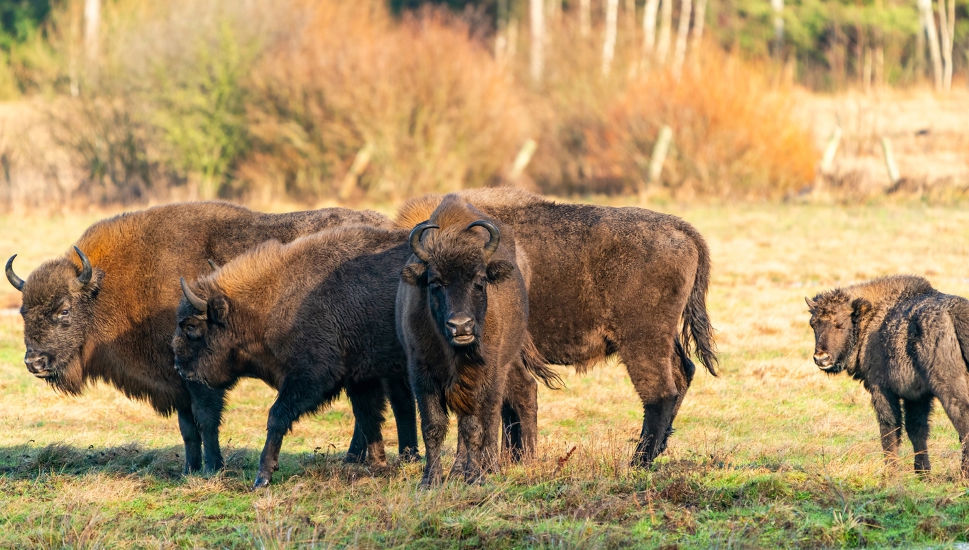 paquete turistico Bisontes Salvajes y el Este de Polonia