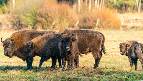 Bisontes Salvajes y el Este de Polonia