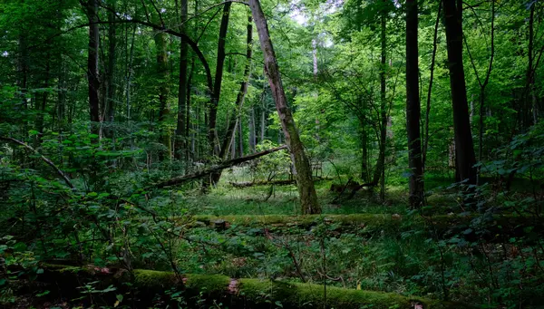 Bisontes Salvajes y el Este de Polonia