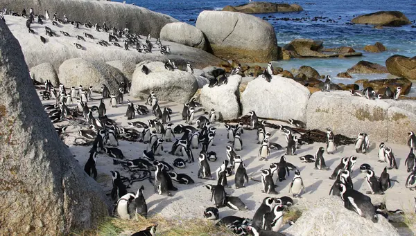 Sudáfrica inolvidable con Pilanesberg