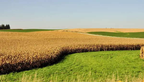 Costa Californiana, Chicago y NY Fin Was