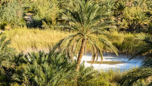 Irán: Un Viaje a través de la Historia Persa