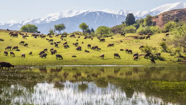 Uzbequistán, la ruta de la seda