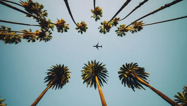 Costa Californiana, Chicago y NY Fin Was