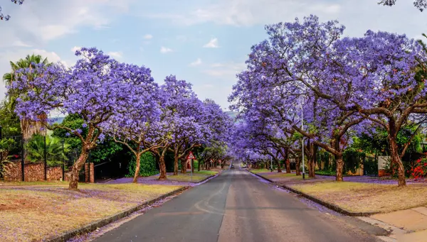 Sudáfrica inolvidable con Pilanesberg