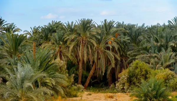 Extensión desiertos blanco y negro