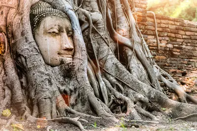 Estatua de la cabeza del Buda Ayutthaya en el Parque histórico Ayutthaya, Tailandia