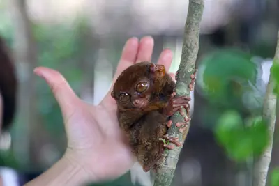 El tarsero filipino es la especie de mono más pequeña del mundo, Bohol, Filipinas