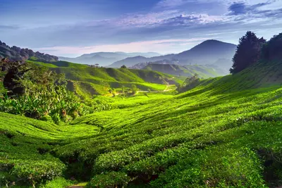 Cameron Highlands 