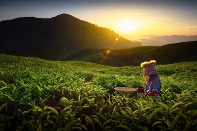 Cameron Highlands 