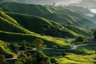 Cameron Highlands 