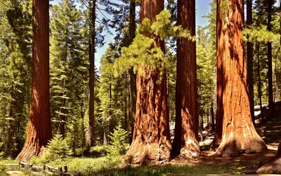 Grand Sequoia national park
