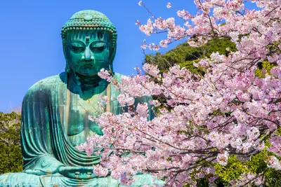 Gran Buda en Kamakura, Japón, entre las famosas flores de cerezo. 
