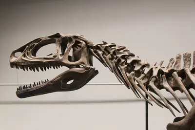 Katsuyama-museo De Los Dinosaurios