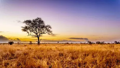 Kruger es uno de los parques naturales más célebres del mundo, figura entre los más grandes de África Austral y de los parques más antiguos del continente africano
