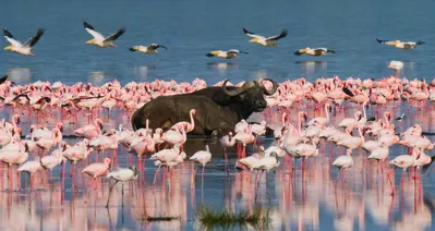 Lago Nakuru