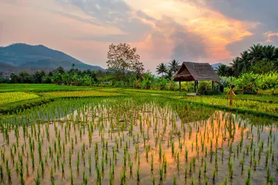 Luang Prabang, Laos. Farm and rice plantation