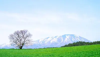 Morioka: The pleasant capital of the province of Iwate
