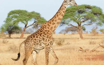 El parque cuenta con una gran variedad de animales salvajes, más que nunca en la estación seca cunado muchos acuden a su río. 
