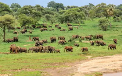 Parque Nacional Lago Tarangire